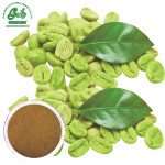 Green Coffe Bean Extact Powder/Green Life Extract/gl-herb.com