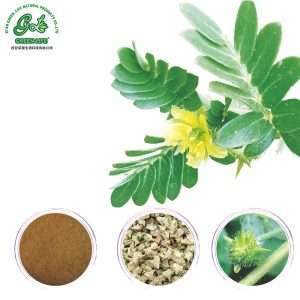 Tribulus Terrestris Extract/Green Life Extract/gl-herb.com