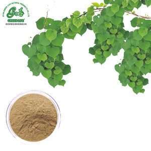 Ivy Extract Powder/Green Life Extract/gl-herb.com