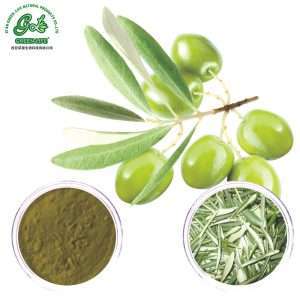 Olive Leaf Extract Powder/Green Life Extract/gl-herb.com