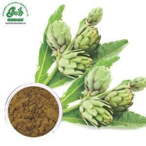 Premium artichoke extract powder for liver health and digestive support