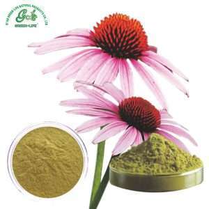 Echinacea Extract Powder/Green Life Extract/gl-herb.com