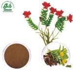 Rhodiola Rosea Extract Powder - Premium Adaptogenic Botanical Extract for B2B Manufacturing