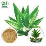 Aloe Vera Extract Powder/Green Life Extract/gl-herb.com