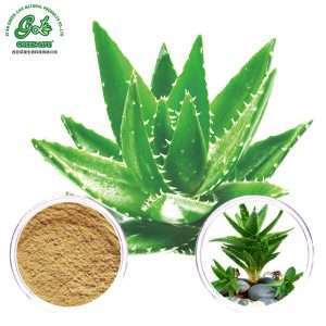 Aloe Vera Extract Powder/Green Life Extract/gl-herb.com
