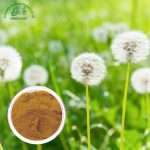 Dandelion extract Powder/Green Life Extract/gl-herb.com