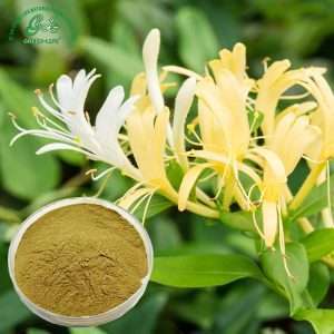 金银花提取物粉末