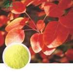 Smoketree Extract Powder/Green Life Extract/gl-herb.com
