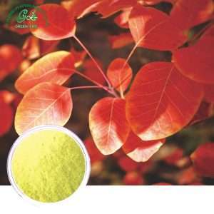 Smoketree Extract Powder/Green Life Extract/gl-herb.com