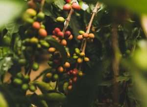 Green Life Herb green coffee bean
