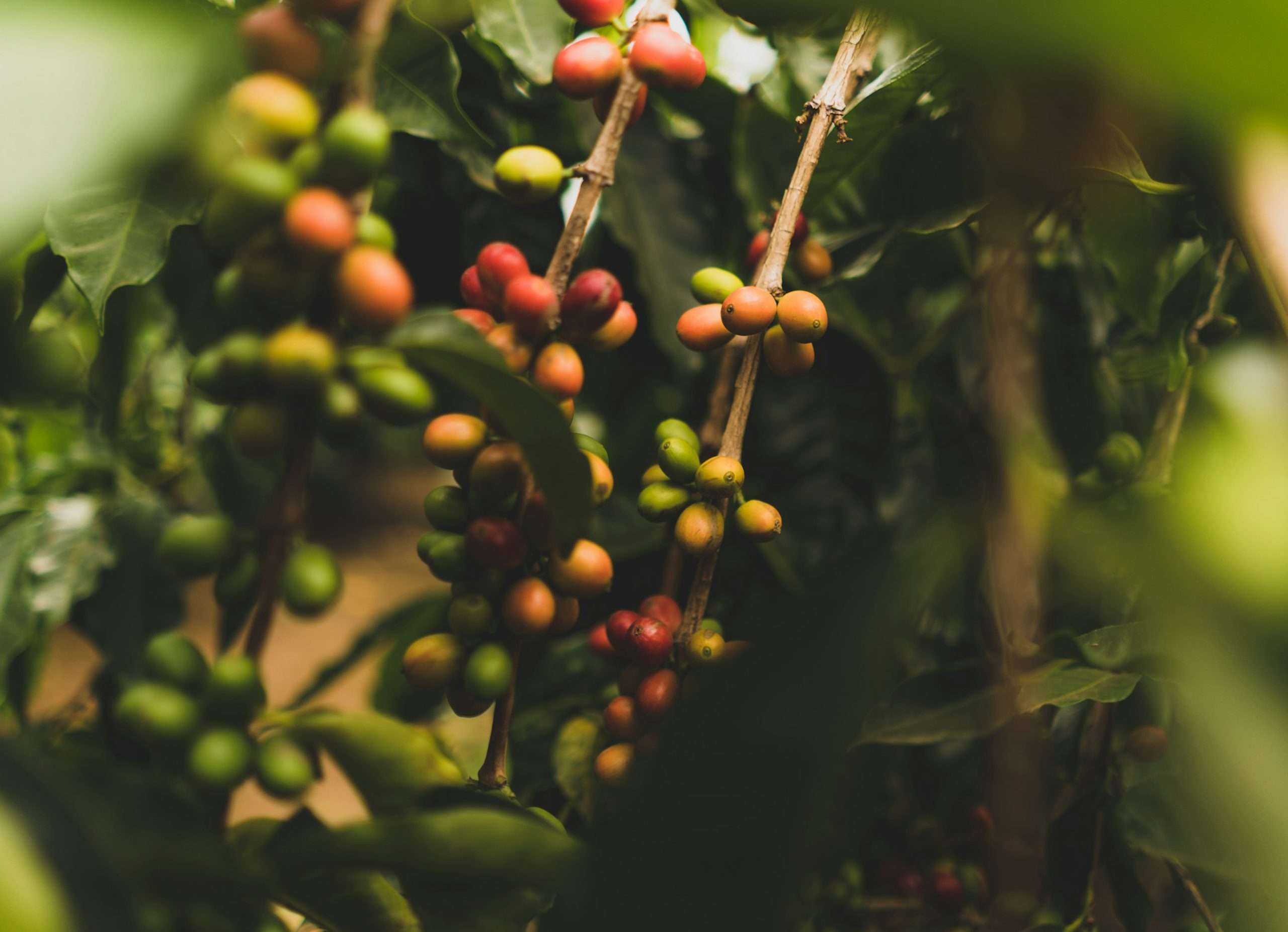 Green Life Herb green coffee bean