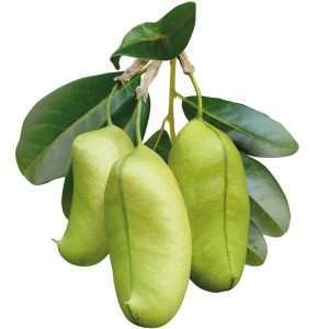 Griffonia seed extract 5-HTP