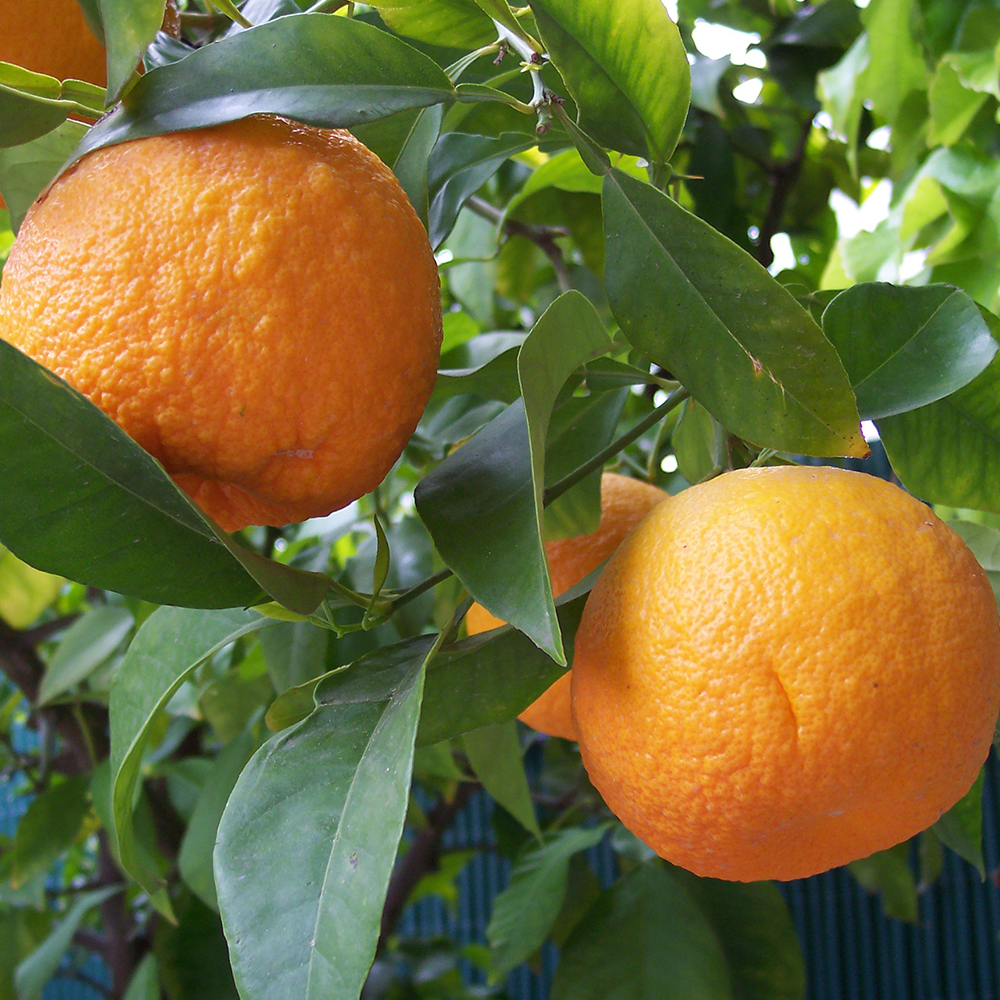 Citrus Aurantium Extract powder