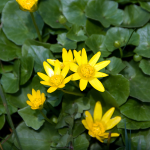 Celandine Extract Powder – Natural Herbal Extract
