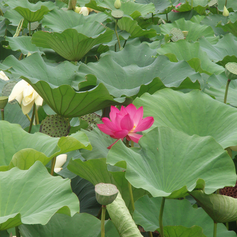 Premium lotus leaf extract powder in fine brown form for natural weight management and wellness support