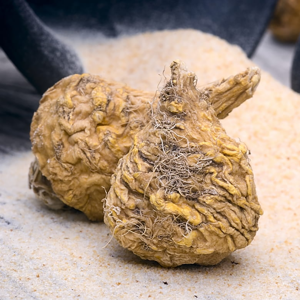 Maca Extract Powder 10:1