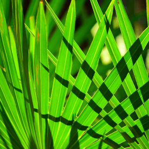 Saw Palmetto Extract 25%-45% Fatty Acid - Premium Natural Herbal Extract