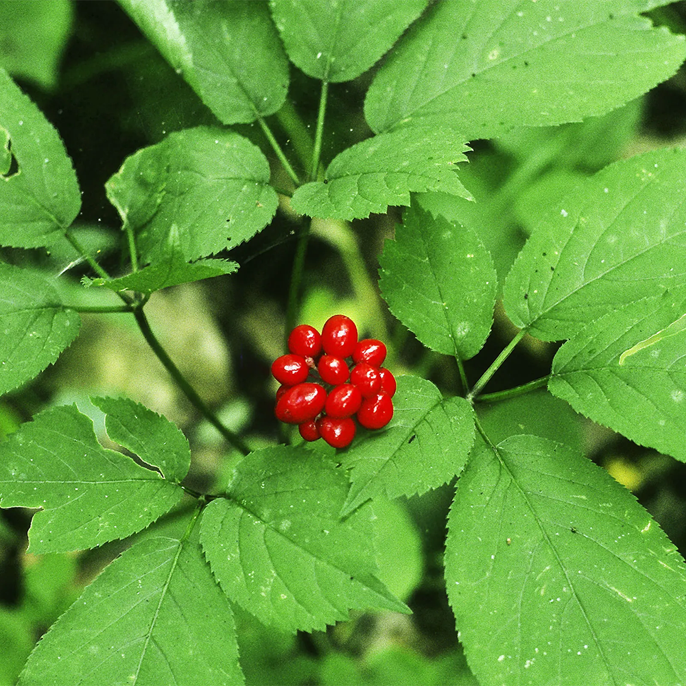 American Ginseng Extract Powder 5% Ginsenoside - Natural herbal supplement