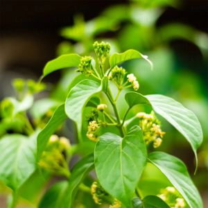 Gymnema Extract Powder 10:1 – standardized Gymnema sylvestre extract with gymnemic acids