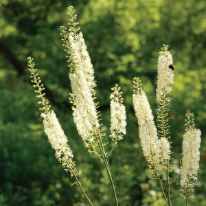 Black cohosh extract