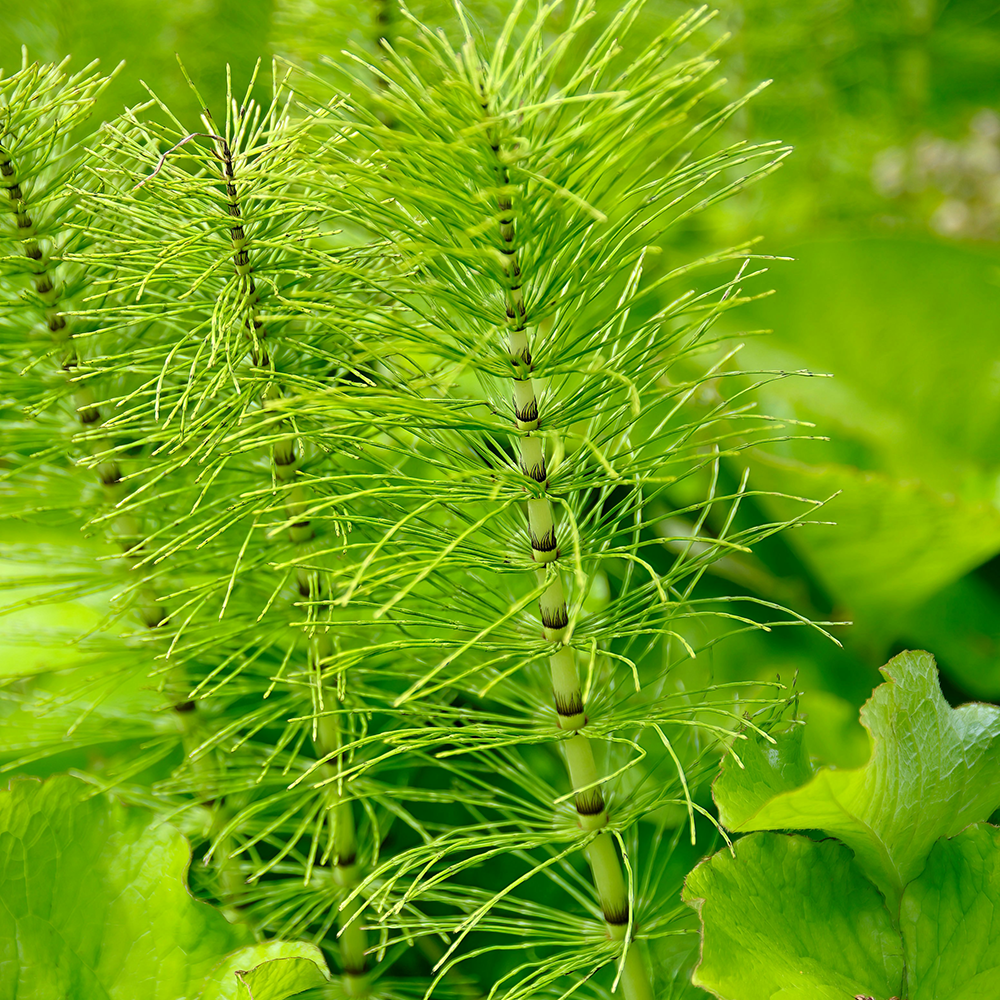 Horsetail Extract 7% silica