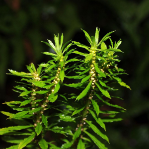 Huperzia Serrata Extract Powder 1% Huperzine