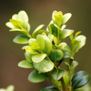 Buxus Microphylla Extract