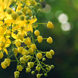 Cassia Nomame Extract