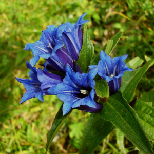 Gentian Extract Powder 4:1 from Gentiana Scabra Bge root - Premium herbal extract