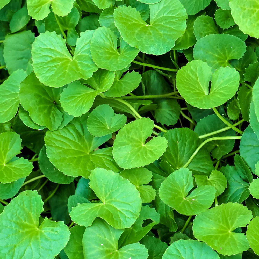 Gotu Kola extract powder