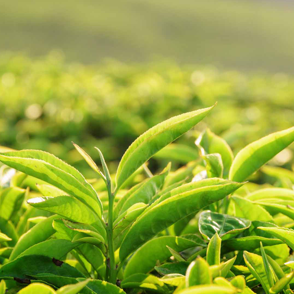 Green Tea Extract Powder 90% Polyphenols EGCG Catechin