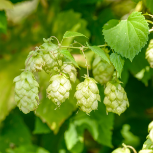 Premium Hops Extract Powder 10:1 by Green Life