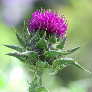 Milk Thistle Extract