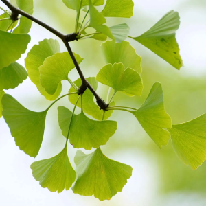 Ginkgo biloba extract powder