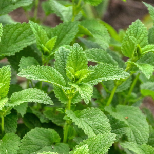 Lemon Balm Extract Powder
