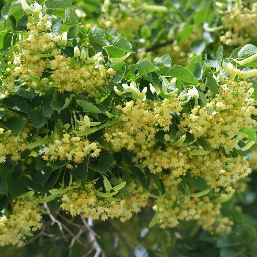 Linden flower extract powder
