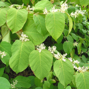 Polygonum Cuspidatum Extract