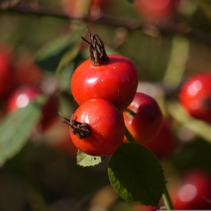Rosehip Extract Powder vitamin 10:1