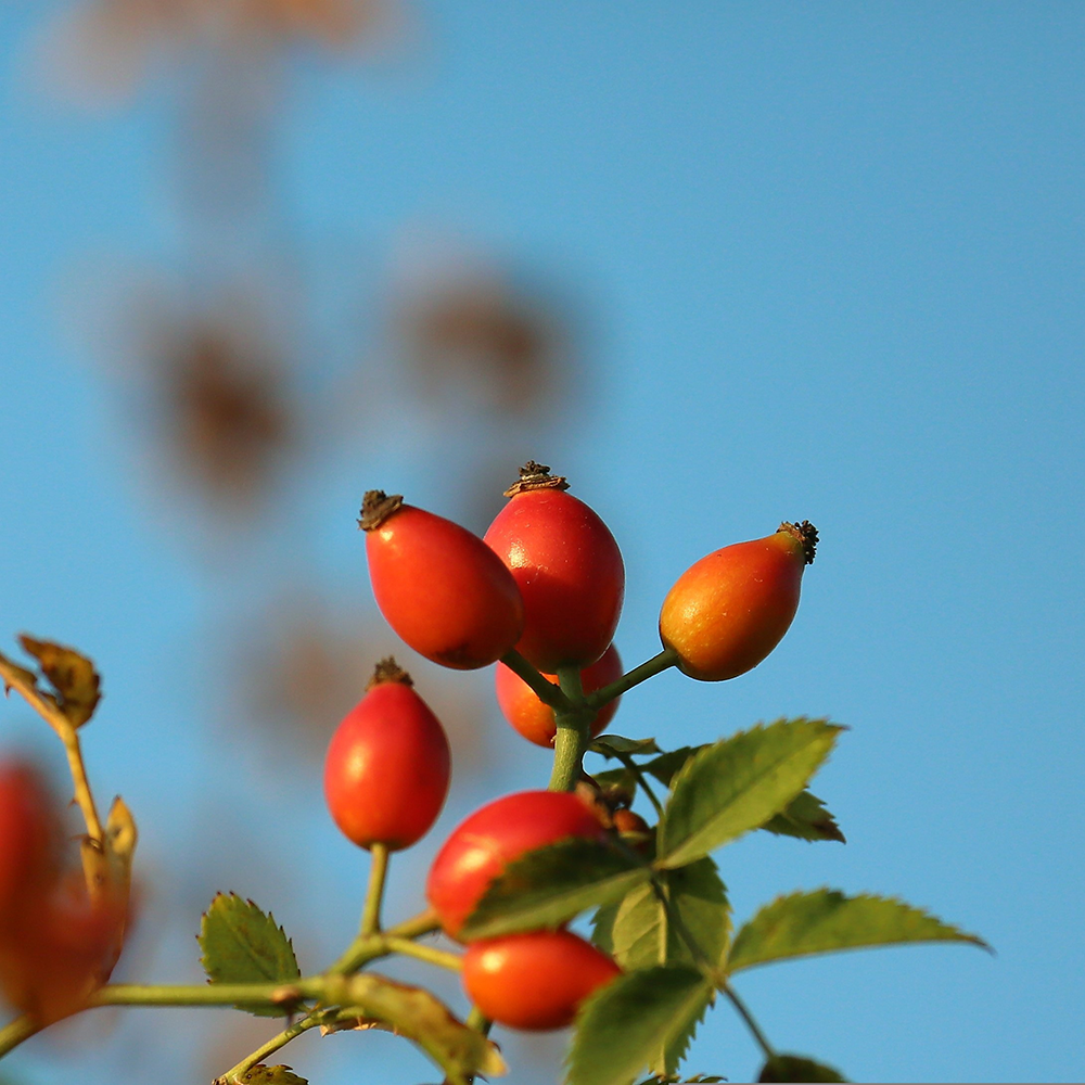Rosehip Extract Powder
