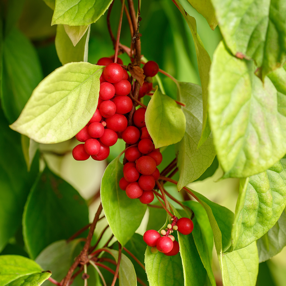 Schisandra extract powder
