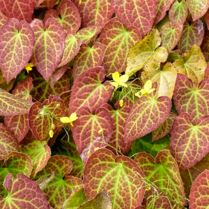 epimedium extract powder 10% epimedium saponins