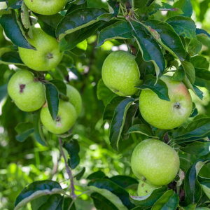 Apple Extract 70% Polyphenol powder rich in antioxidants for health supplements and anti-aging support