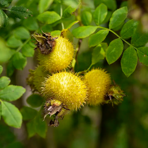 Rosa roxburghii extract powder - Wild Rosa yellow flowers