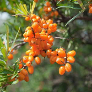 Sea Buckthorn Fruit Powder
