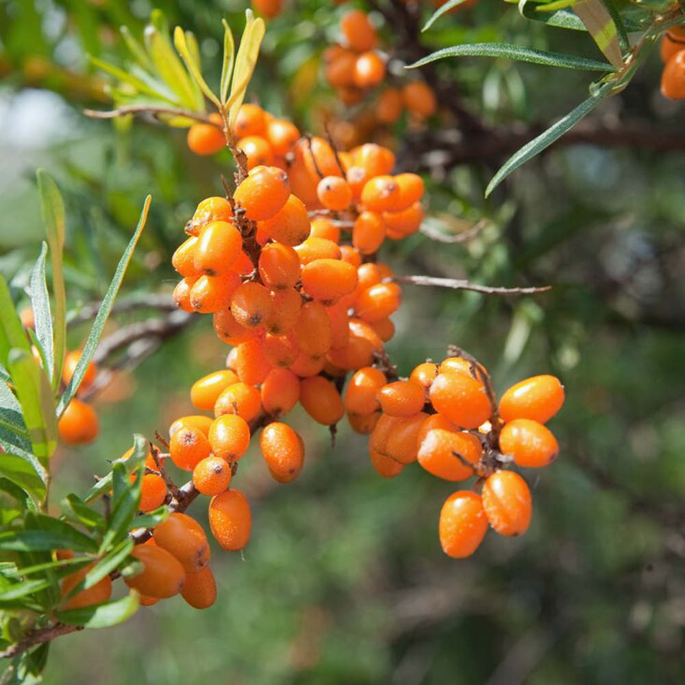 Sea Buckthorn Fruit Powder