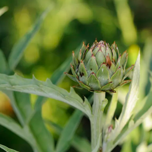 Artichoke Extract Powder 10:1 Cynara Scolymus brown powder by Green Life Herb