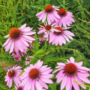 Echinacea Purpurea Extract Powder 4% Polyphenols – Green Life Herb