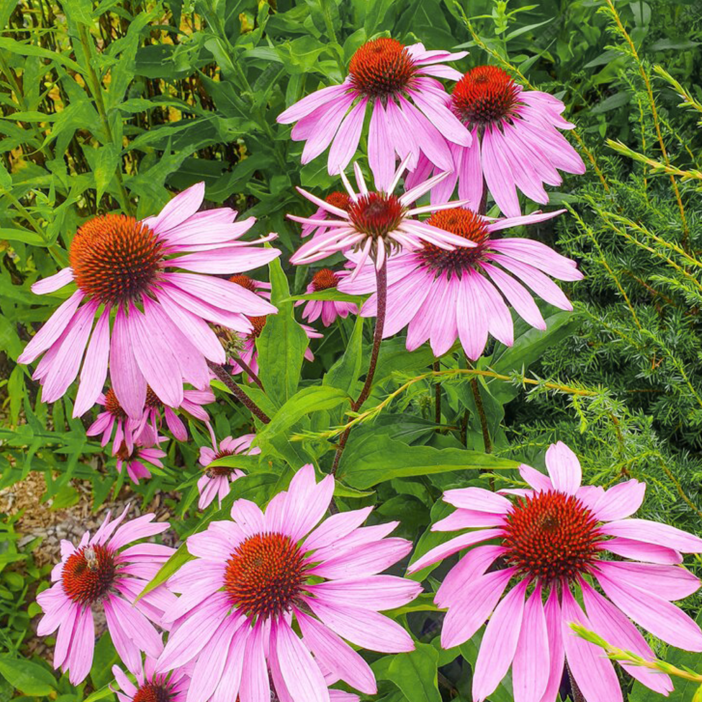 Echinacea Purpurea Extract Powder 4% Polyphenols – Green Life Herb