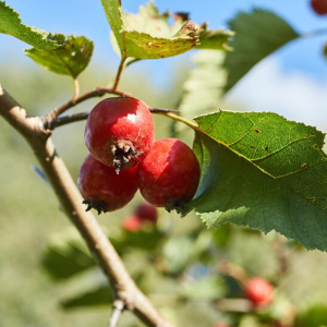 Rose Hip Extract Powder for skin health and wellness