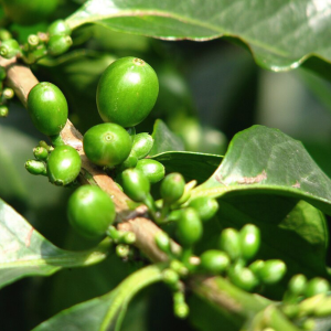 Green Life Herb green coffee bean